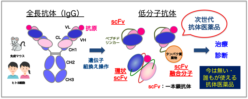 scFv図2.png
